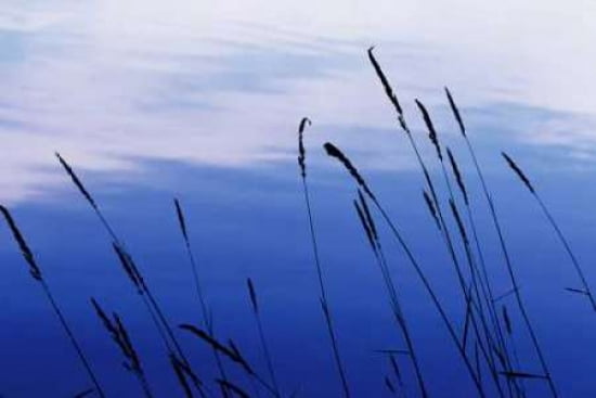 At Waters Edge I Canvas Art - Bob Stefko (20 x 28)