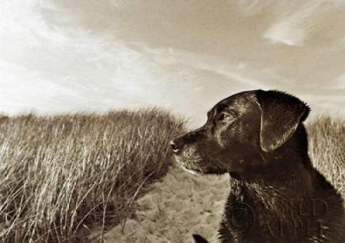 At the Beach Canvas Art - Jim Dratfield (20 x 28)