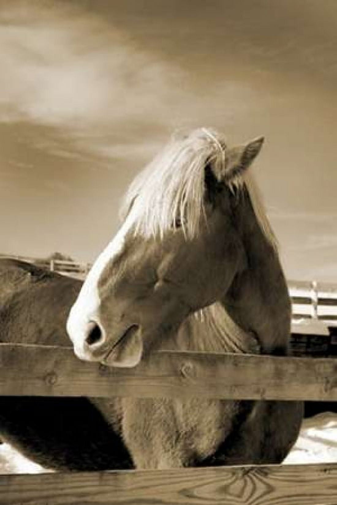 At the Farm Canvas Art - Amber Light Gallery (24 x 36)