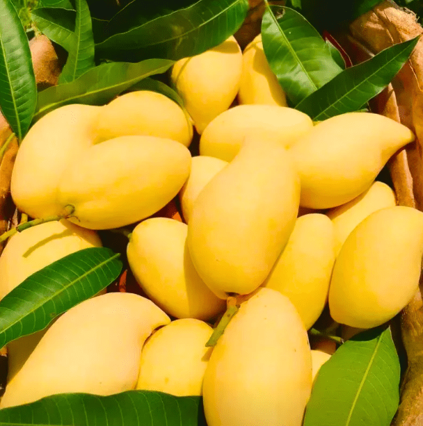Ataulfo Mango Tree Live for Planting, Yellow Sweet Mango Tree Plant for ...