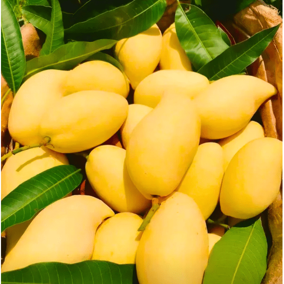 Ataulfo Mango Tree Live for Planting, Yellow Sweet Mango Tree Plant for Outdoor Garden 8 to 10 Inch Tall in 4 Inch Pot
