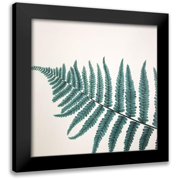 Atelier B Art Studio 12x12 Black Modern Framed Museum Art Print Titled - BEAUTIFUL FERN
