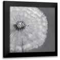 thumbnail image 1 of Atelier B Art Studio 12x12 Black Modern Framed Museum Art Print Titled - Dandelion Puff Ball, 1 of 5
