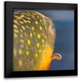 thumbnail image 1 of Atelier B Art Studio 15x15 Black Modern Framed Museum Art Print Titled - Golden Trout Fish, 1 of 5