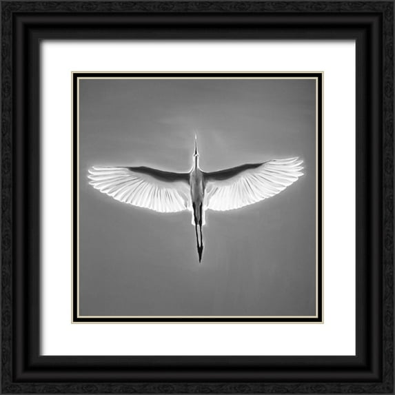 Atelier B Art Studio 20x20 Black Ornate Wood Framed with Double Matting Museum Art Print Titled - GREAT BLUE HERON IN FLIGHT