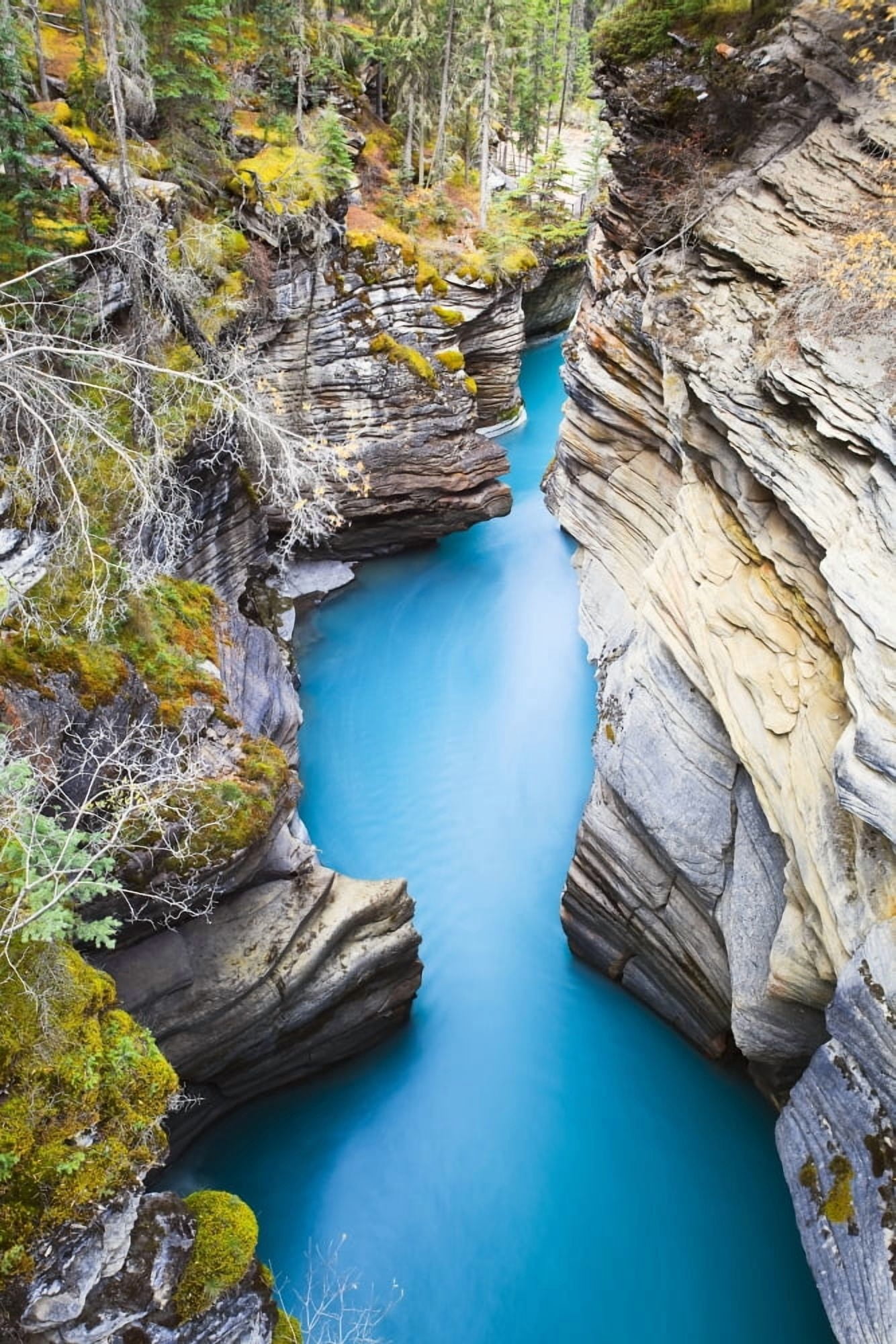 Athabasca FallsRiver Jasper National Park Alberta Canvas Art - Ken Gillespie Design Pics (22 x 34)