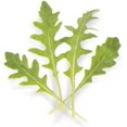 thumbnail image 1 of Athena Arugula Seeds for Planting (200 Seeds) - Grow Your Own Food, 1 of 1