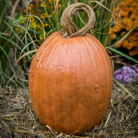 Athena Garden Peter Pumpkin