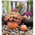 thumbnail image 1 of Athena Garden Pumpkin Planter - Set of 3, 1 of 2