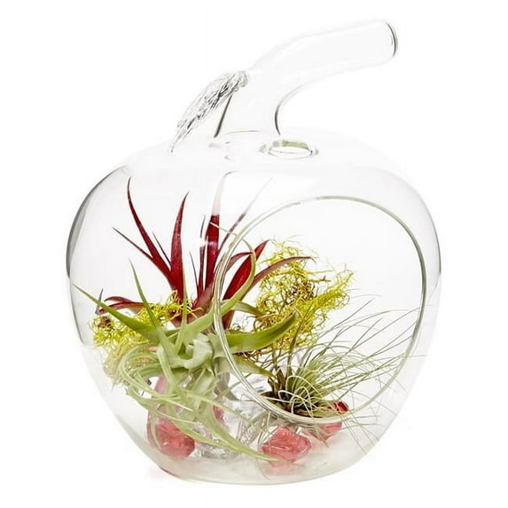 Athenas Garden LO- HCH0707-APSAPM-AR-L-R Clear Apple Living Ornament Arrangement