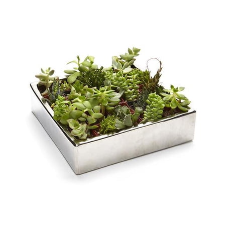 Athenas Garden PA-SA25 2 in. Live Succulent Gift Set - 25 Plants