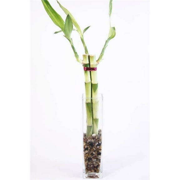 Athenas Garden CG-008 Square Tall Vase, 3.5 x 3.5 x 8 in.