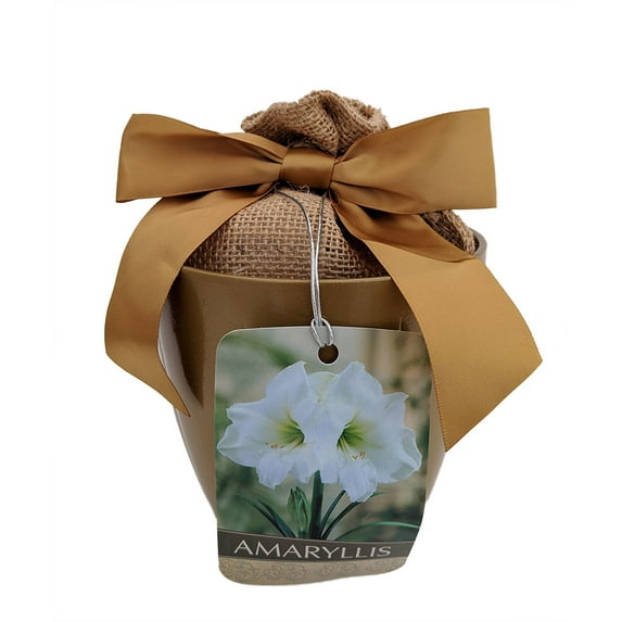 Athene Amaryllis Bulb in Gold Ceramic Planter Kit including Planting Medium