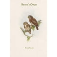 thumbnail image 1 of Athene Brodiei - Brodie's Owlet-Fine Art Canvas Print (20" x 30"), 1 of 1