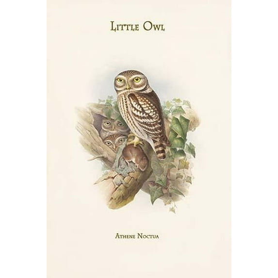 Athene Noctua - Little Owl High quality vintage art reproduction by Buyenlarge One of many rare and wonderful images brought forward in time I hope they bring you pleasure each and every time you l