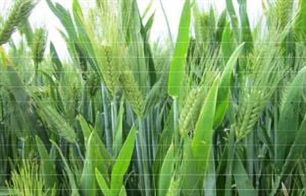 Atlantic Barley Seed (Certified) - 20 Lbs.