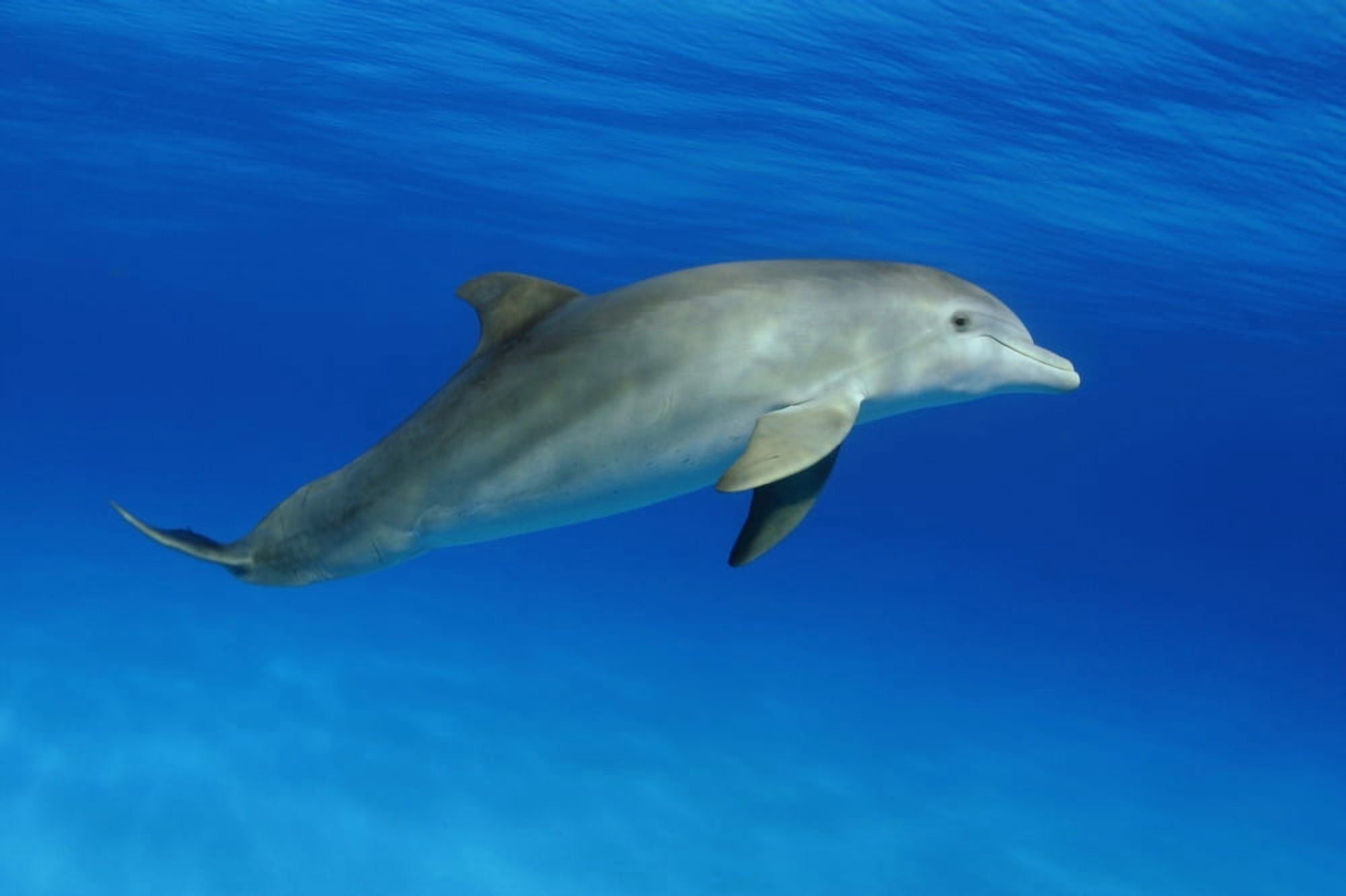 Atlantic Bottlenose Dolphin (Tursiops Truncatus) Canvas Art - Dave Fleetham Design Pics (18 x 12)