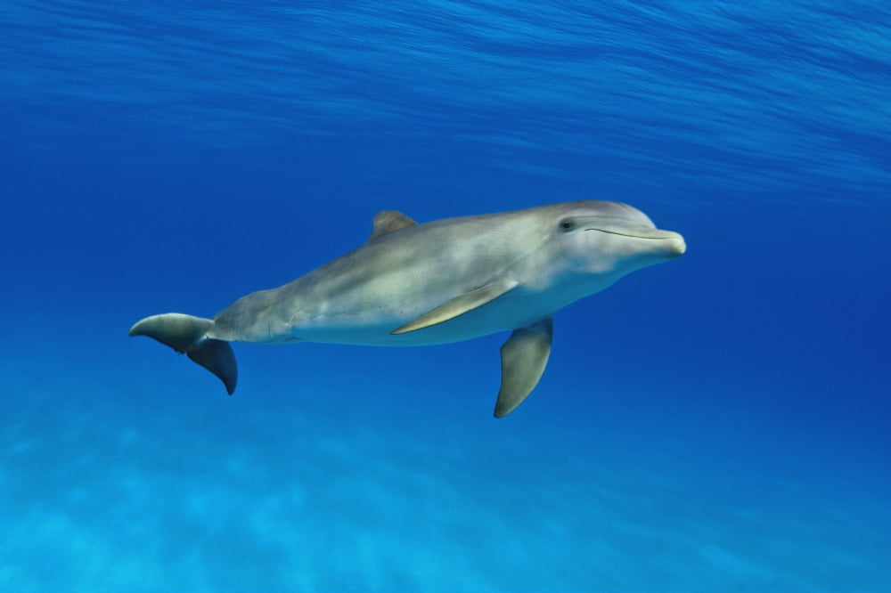 Atlantic Bottlenose Dolphin (Tursiops Truncatus) Canvas Art - Dave Fleetham Design Pics (18 x 12)