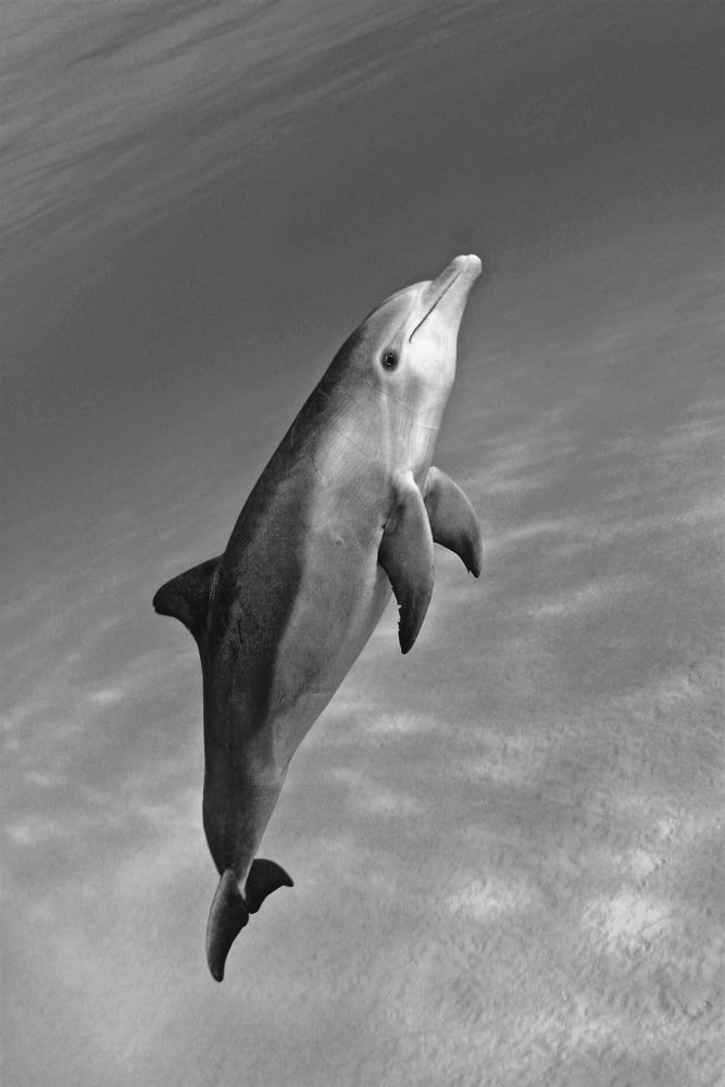 Atlantic Bottlenose Dolphin (Tursiops Truncatus) In Clear Ocean Water (Black And White Photograph) Canvas Art - Dave Fleetham Design Pics (12 x 18)