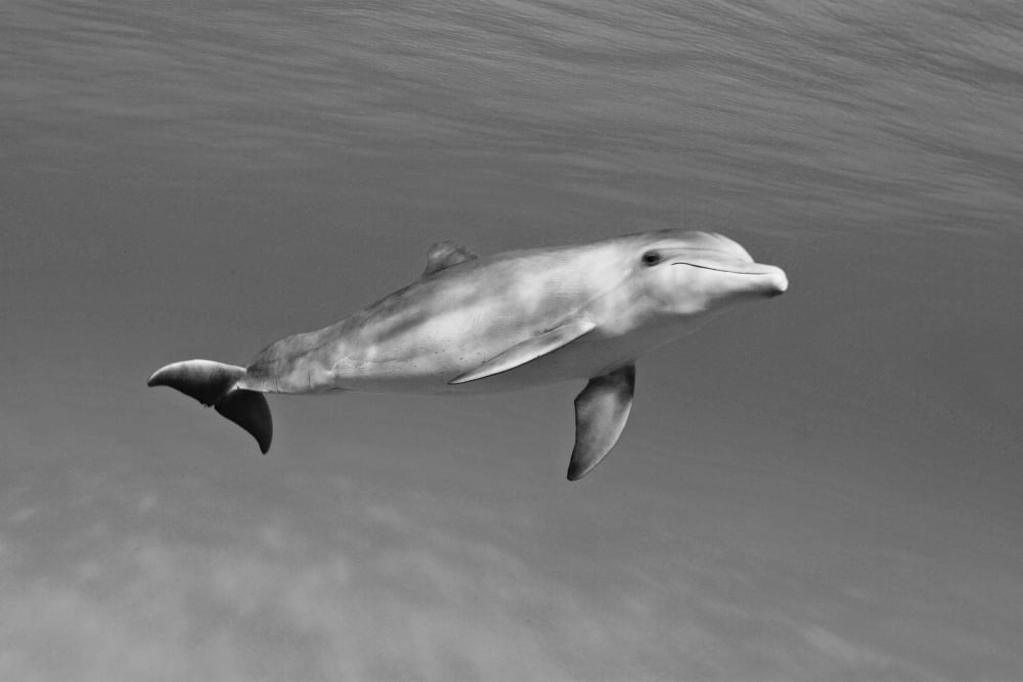 Atlantic Bottlenose Dolphin (Tursiops Truncatus) In Clear Ocean Water (Black And White Photograph) Canvas Art - Dave Fleetham Design Pics (36 x 24)