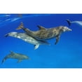 thumbnail image 1 of Atlantic Bottlenose Dolphin, (Tursiops Truncatus) Poster Print (36 x 24), 1 of 3