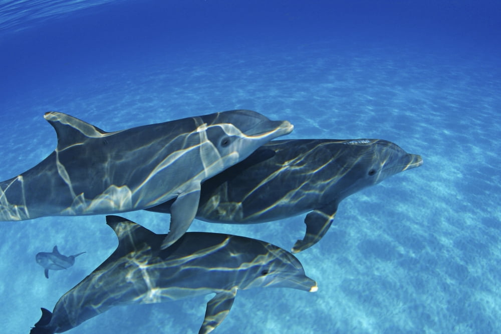 Atlantic Bottlenose Dolphin (Tursiops Truncatus) swimming together Bahamas Canvas Art - Dave Fleetham Design Pics (17 x 11)