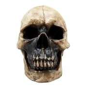 Atlantic Collectibles Ossuary Adult Homosapien Skull Decorative Figurine 8.5"L