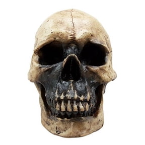 Atlantic Collectibles Ossuary Adult Homosapien Skull Decorative Figurine 8.5"L