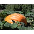 thumbnail interactive-video image 1 of Atlantic Giant Pumpkin Seeds - 1693 McMillin '22 (2218 Cardenas X 2030 Kisamore) 1 of 4