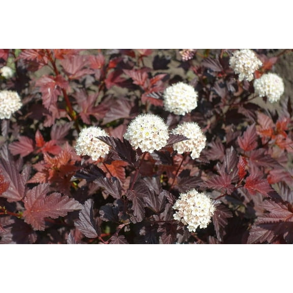Atlantic Ninebark Shrub Seedlings for Planting - No Ship to California (2 Seedlings)