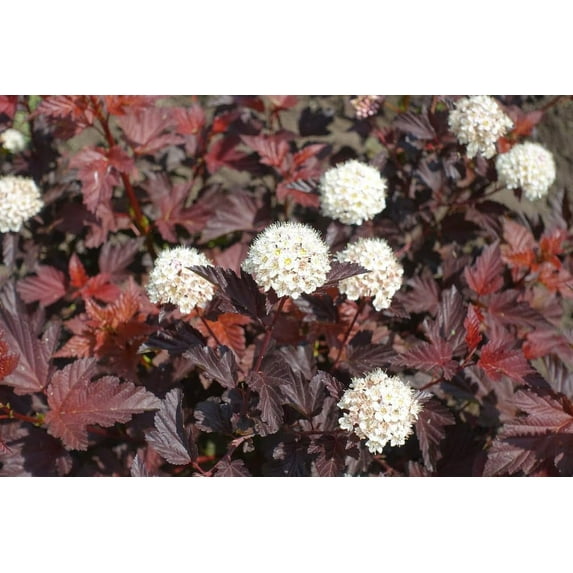 Atlantic Ninebark Shrub Seedlings for Planting - No Ship to California (3 Seedlings)