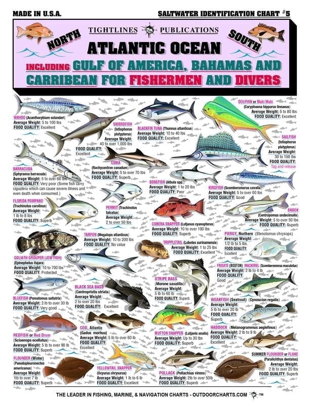 Saltwater Fish Identification Guide - Waterproof Quick Reference ...