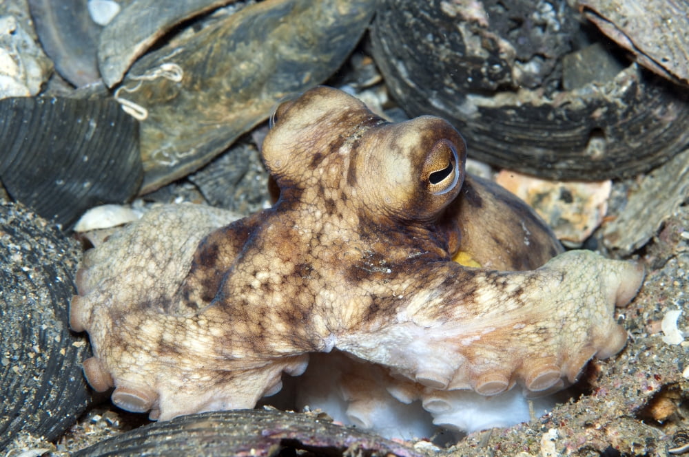 Atlantic Octopus in shell debris on ocean floor North Carolina Canvas Art - Karen DoodyStocktrek Images (18 x 12)
