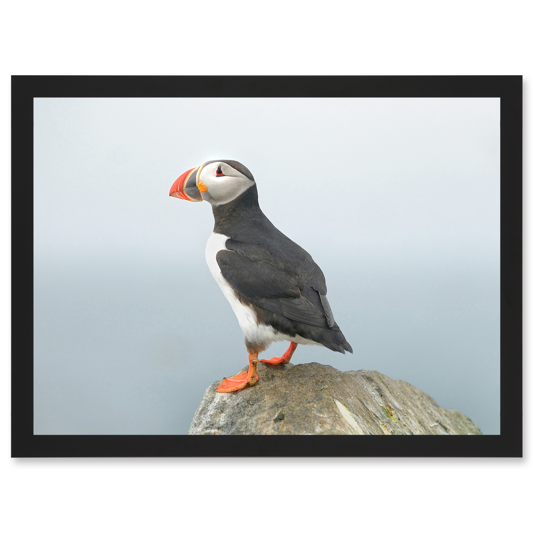 Atlantic Puffin Bird Standing on Rock Artwork Framed Wall Art Print A4 ...