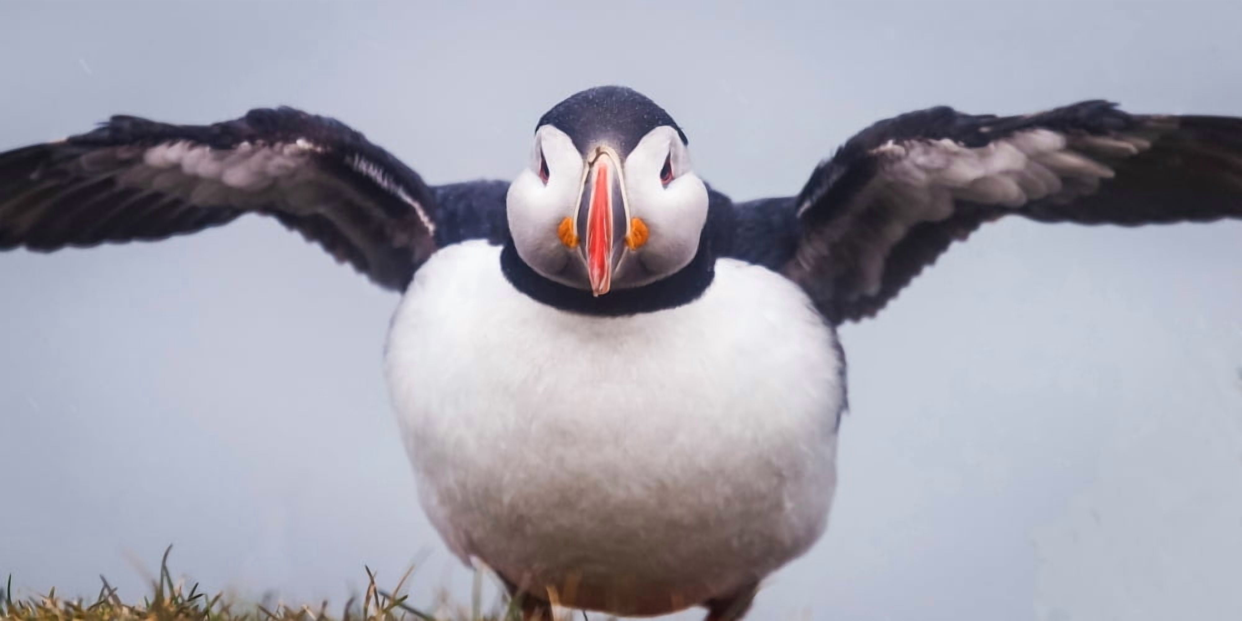 Atlantic Puffin (Fratercula arctica) Iceland Canvas Art - Panoramic Images (12 x 36)