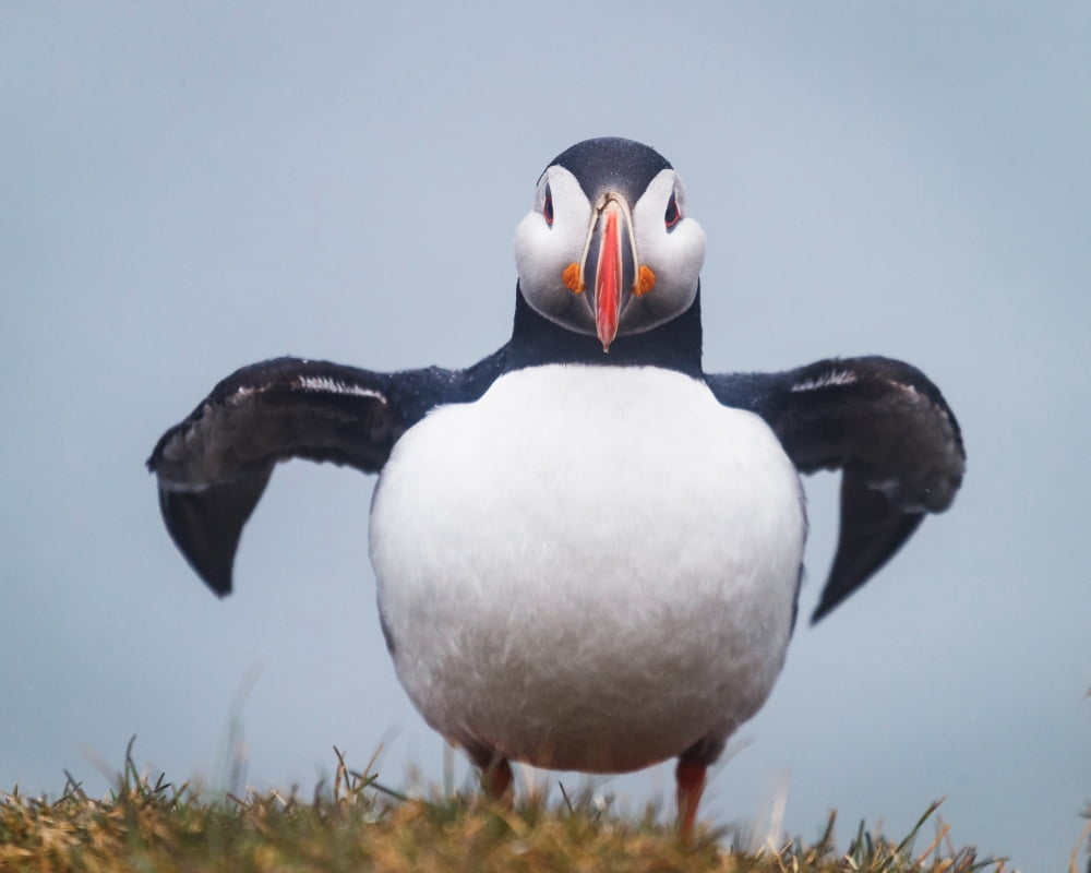 Atlantic Puffin (Fratercula arctica) Iceland Canvas Art - Panoramic Images (22 x 27)