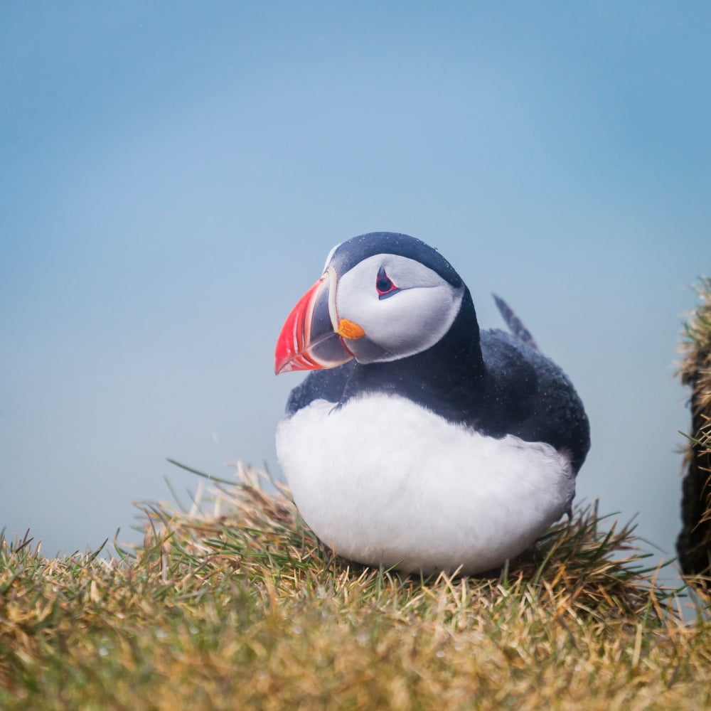 Atlantic Puffin (Fratercula arctica) Iceland Canvas Art - Panoramic Images (24 x 24)
