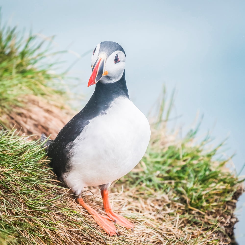 Atlantic Puffin (Fratercula arctica) Iceland Canvas Art - Panoramic Images (24 x 24)