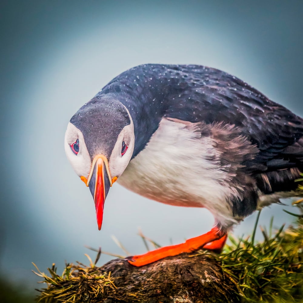 Atlantic Puffin (Fratercula arctica) Iceland Canvas Art - Panoramic Images (24 x 24)