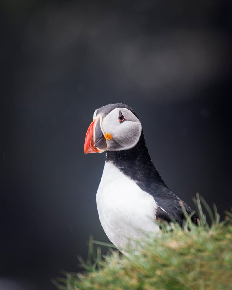 Atlantic Puffin (Fratercula arctica) Iceland Canvas Art - Panoramic Images (29 x 36)