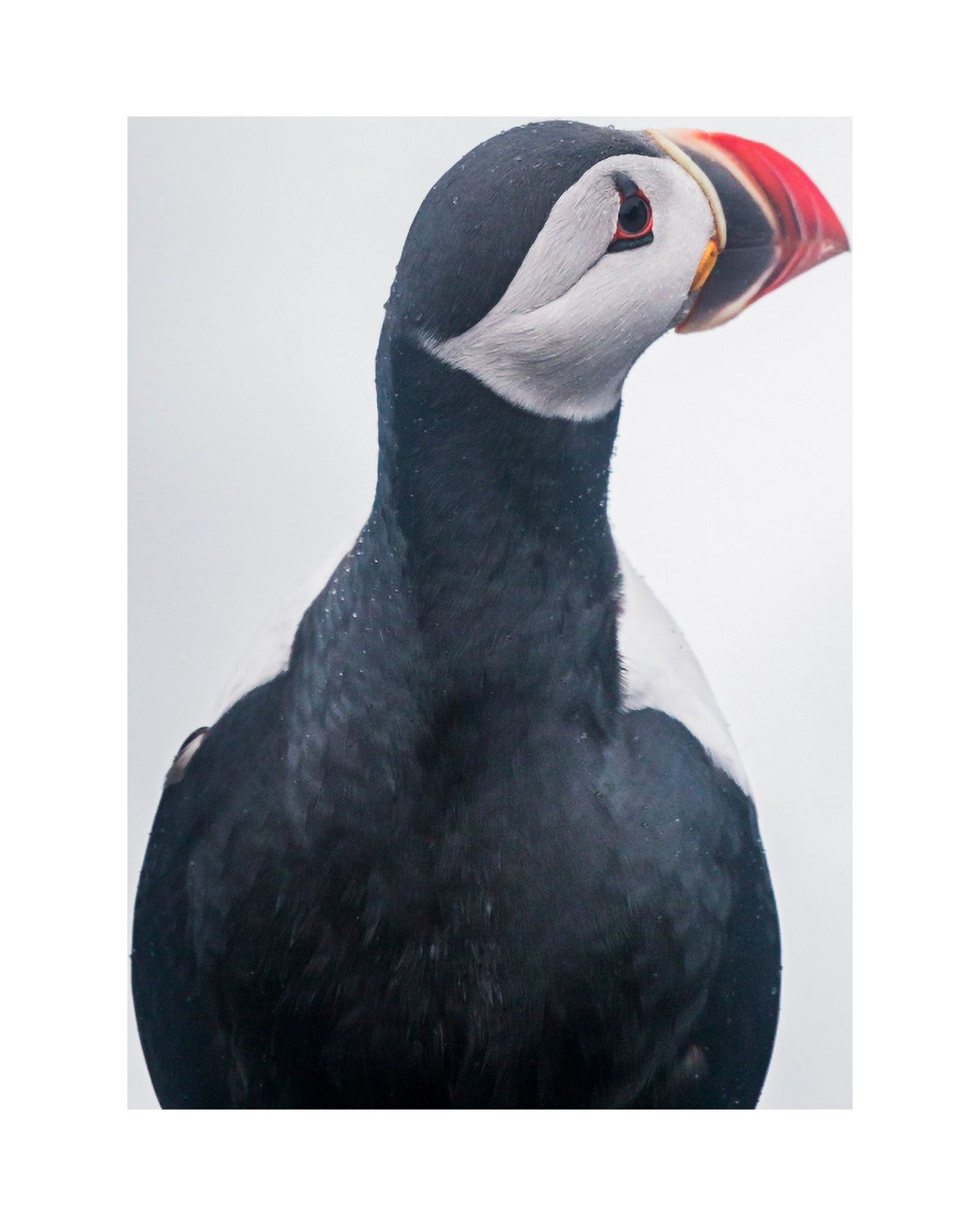 Atlantic Puffin (Fratercula arctica) Iceland Canvas Art - Panoramic Images (29 x 36)
