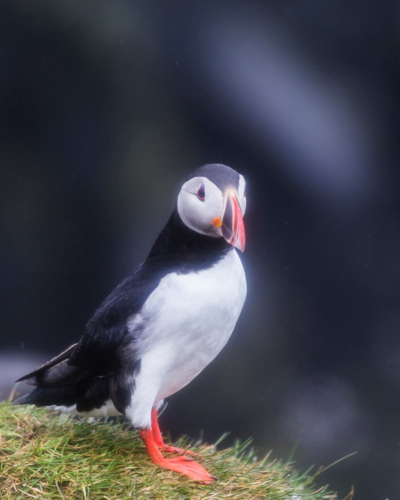 Atlantic Puffin (Fratercula arctica) Iceland Canvas Art - Panoramic Images (29 x 36)