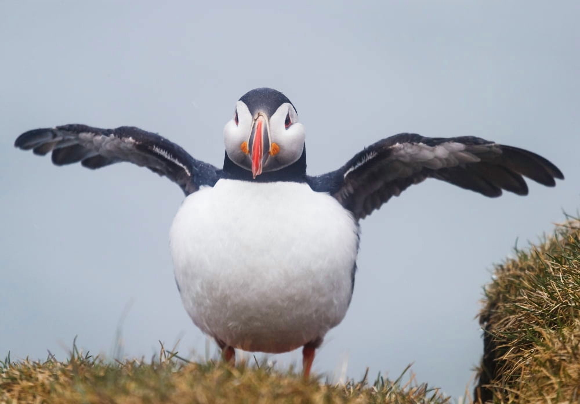 Atlantic Puffin (Fratercula arctica) Iceland Canvas Art - Panoramic Images (36 x 24)