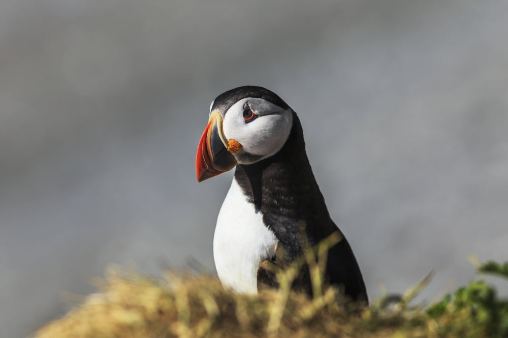 Atlantic Puffin (Fratercula arctica) at Ile aux Perroquets Mingan Archipelago National Park Reserve of Canada Cote-Nord Duplessis region Quebec Canada Canvas Art - Yves Marcoux Design Pics (19 x 12)