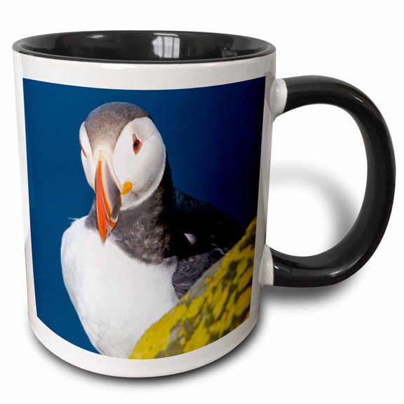 3drose, Atlantic Puffin, Latrabjerg Peninsula, Iceland - Eu14 Rbe0025 - Ralph H. Bendjebar, 11oz Two-tone Black Mug