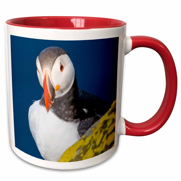 3drose, Atlantic Puffin, Latrabjerg Peninsula, Iceland - Eu14 Rbe0025 - Ralph H. Bendjebar, 11oz Two-tone Red Mug