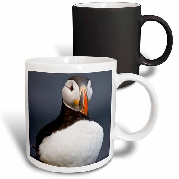 3drose, Atlantic Puffin, Latrabjerg Peninsula, Iceland - Eu14 Rbe0042 - Ralph H. Bendjebar, 11oz Magic Transforming Mug