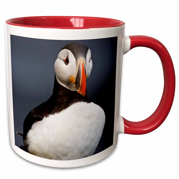 3drose, Atlantic Puffin, Latrabjerg Peninsula, Iceland - Eu14 Rbe0042 - Ralph H. Bendjebar, 15oz Two-tone Red Mug