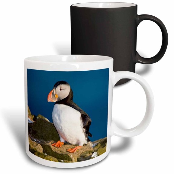 3drose, Atlantic Puffin, Latrabjerg Peninsula, Iceland - Eu14 Rbe0121 - Ralph H. Bendjebar, 11oz Magic Transforming Mug