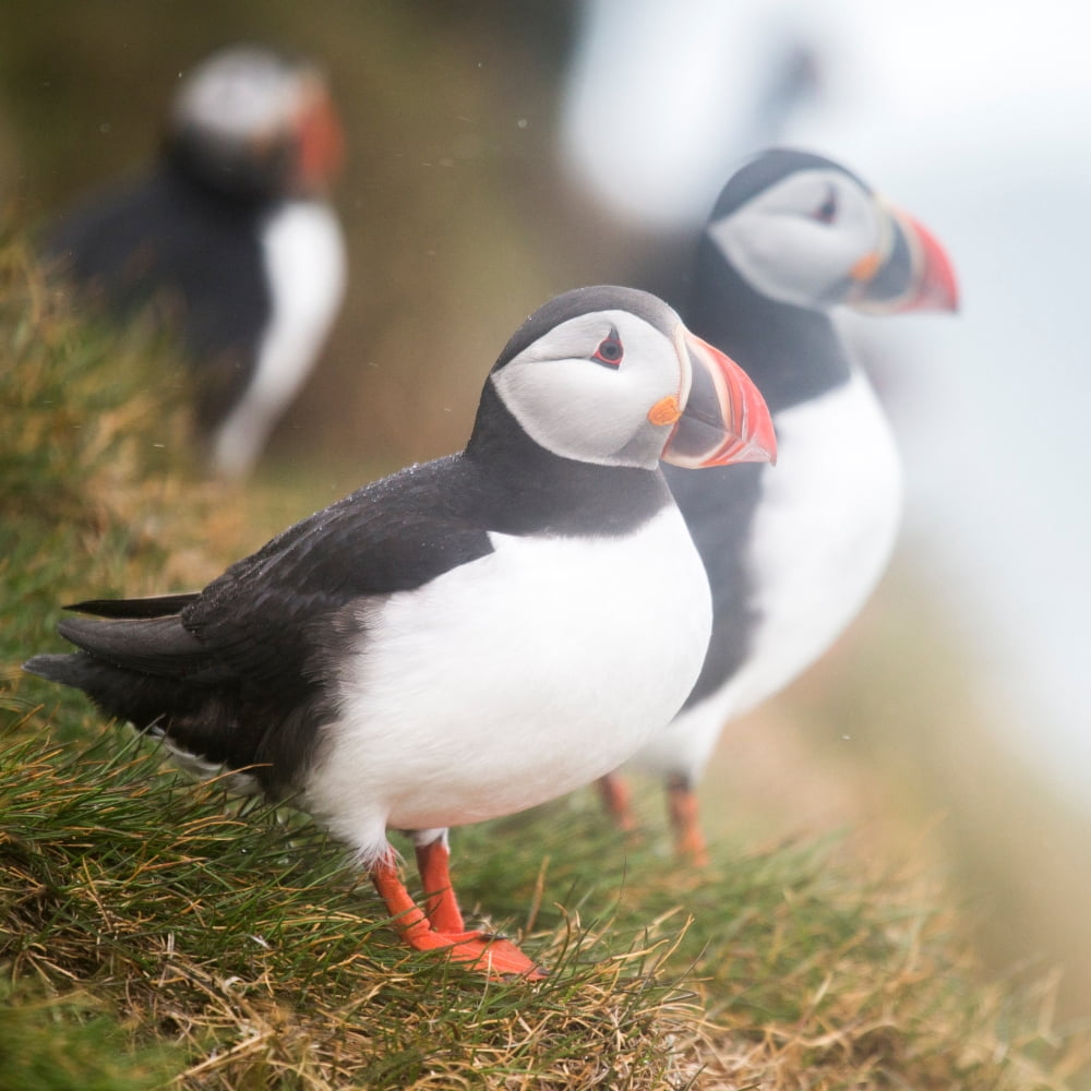 Atlantic Puffins (Fratercula arctica) Iceland Canvas Art - Panoramic Images (24 x 24)